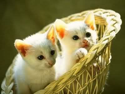 Wallpapers Of CAT Wallpapers Of CAT