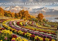 Chrysanthemum Garden Srinagar 2026 Bagh-e-Gul-e-Dawood