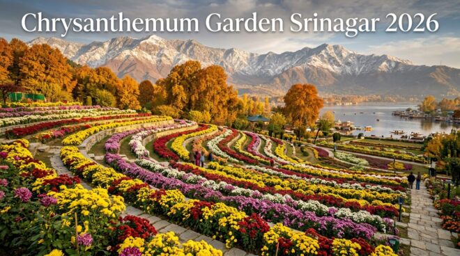 Chrysanthemum Garden Srinagar 2026 Bagh-e-Gul-e-Dawood